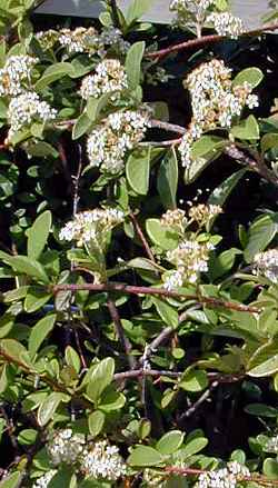 Milkflower Cotoneaster, Parney Cotoneaster(Cotoneaster lacteus)