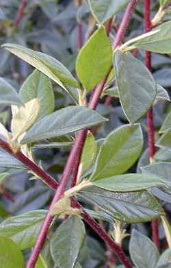 Milkflower Cotoneaster, Parney Cotoneaster(Cotoneaster lacteus)