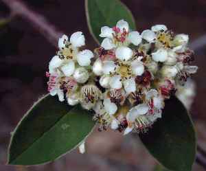 Silverleaf Cotoneaster(Cotoneaster pannosus)