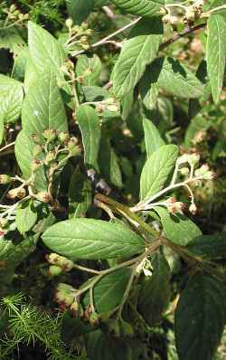 Willowleaf Cotoneaster(Cotoneaster salicifolius)