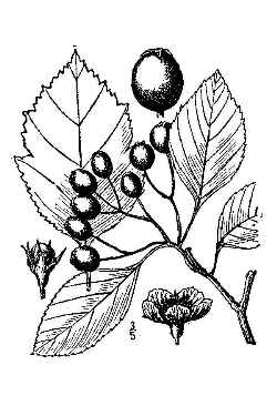 Cockspur Hawthorn(Crataegus crus-galli)