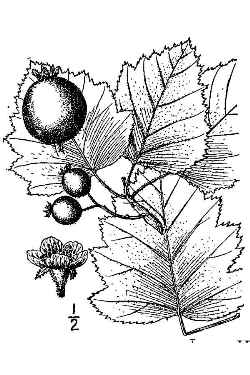 Arnold  Hawthorn, Downy  Hawthorn(Crataegus mollis)