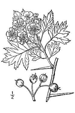 Oneseed Hawthorn(Crataegus monogyna)
