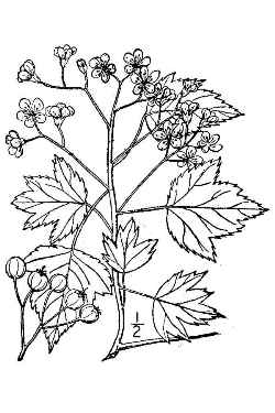 Washington  Hawthorn(Crataegus phaenopyrum)