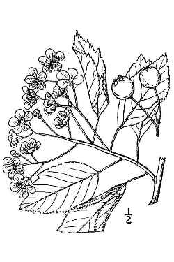 Green  Hawthorn(Crataegus viridis)