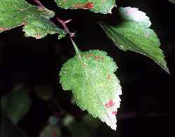 Green  Hawthorn(Crataegus viridis)