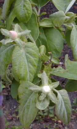 Quince, Common Quince(Cydonia oblonga)