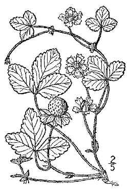 Indian Strawberry(Duchesnea indica)