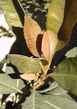 Bronze Loquat(Eriobotrya deflexa)