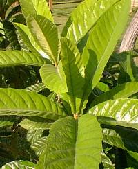 Loquat(Eriobotrya japonica)