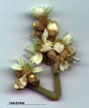 Loquat(Eriobotrya japonica)