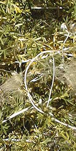 Apache Plume(Fallugia paradoxa)