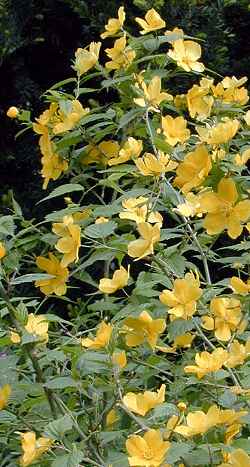 Flowering Kerria, Japanese Rose(Kerria japonica)