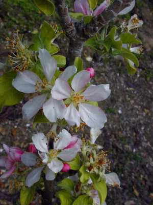 Apple(Malus sp.)