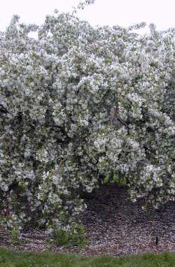 Red Jade Crabapple(Malus 'Red Jade')