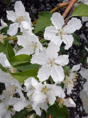 Red Jade Crabapple(Malus 'Red Jade')