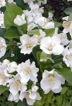 Sargent Crabapple(Malus sargenti)