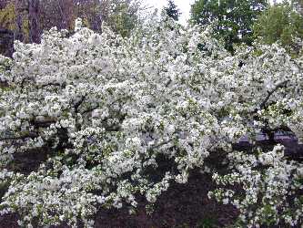 Sargent Crabapple(Malus sargenti)