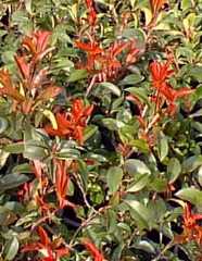 Red Tip Photinia(Photinia fraseri)