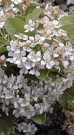Oriental Photinia(Photinia villosa)