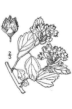 Atlantic Ninebark(Physocarpus opulifolius var. intermedius )