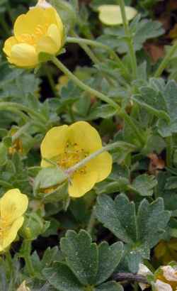 Spanish Potentilla(Potentilla nevadensis)