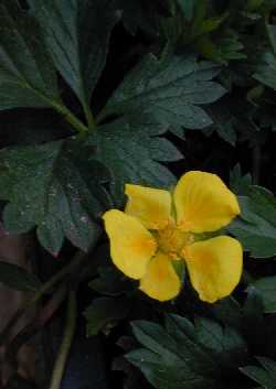 Spring  Cinquefoil, Creeping Potentilla(Potentilla neumanniana cv. 'Nana')