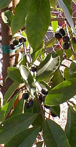 Carolina Cherry Laurel(Prunus caroliniana)