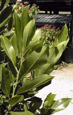 Carolina Cherry Laurel(Prunus caroliniana)