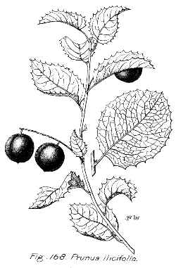 Hollyleaf Cherry(Prunus ilicifolia)