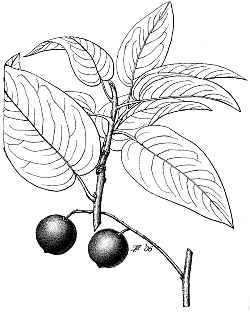 Catalina Cherry(Prunus ilicifolia ssp. lyonii )