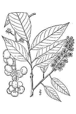 Chokecherry(Prunus virginiana)
