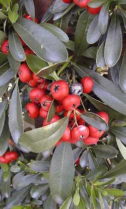 Victory Pyracantha(Pyracantha koidzumii 'Victory')