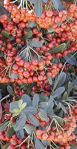 Fire Thorn(Pyracantha coccinea)