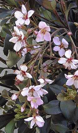 Indian Hawthorn(Rhaphiolepis indica)