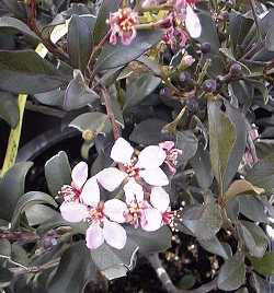 Indian Hawthorn(Rhaphiolepis indica)