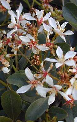 Indian Hawthorn(Rhaphiolepis indica)