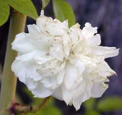 Lady Banks' Rose(Rosa banksiae)