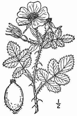 Sweetbriar Rose, Eglantine(Rosa eglanteria)