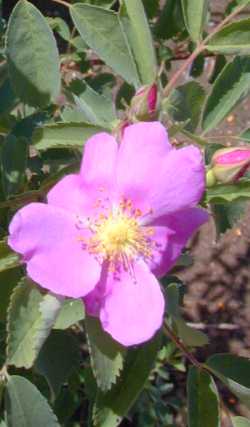 Wood's Rose, Mountain Rose (Rosa woodsii)