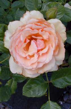 (Rosa Fragrant Apricot™)