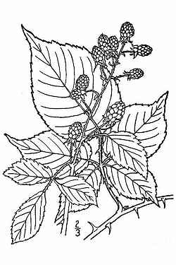 Blackberry, Bramble(Rubus sp.)
