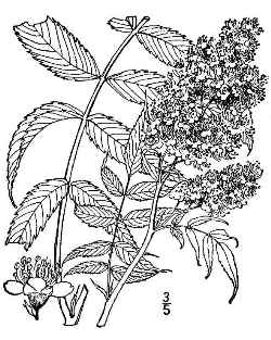 False Spiraea(Sorbaria sorbifolia)