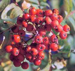 European Mountain Ash, Rowan(Sorbus aucuparia)