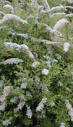 Gufsheim Spirea, Elf's Home Spirea(Spiraea Χ cinerea)