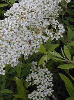 Gufsheim Spirea, Elf's Home Spirea(Spiraea Χ cinerea)