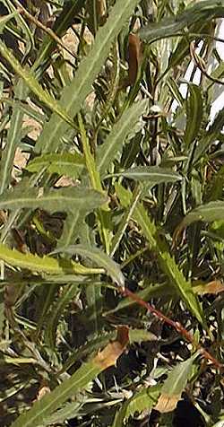 (Vauquelinia angustifolia)