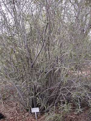 Desert Rose, Arizona Rosewood(Vauquelinia californica)