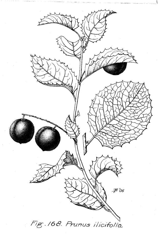 Hollyleaf cherry prunus ilicifolia 