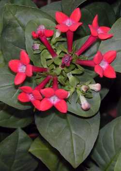 Scarlet bourvardia, Trumpetilla(Bouvardia ternifolia)